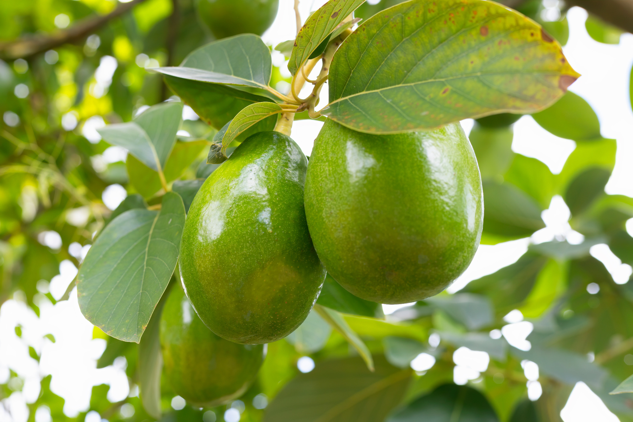 Avocados growing on a tree