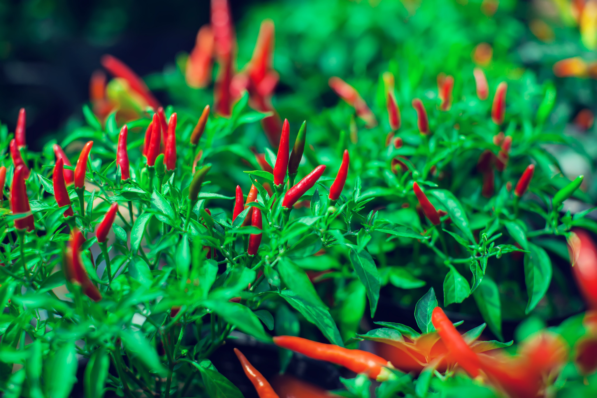 Red bird's eye chillies on plants