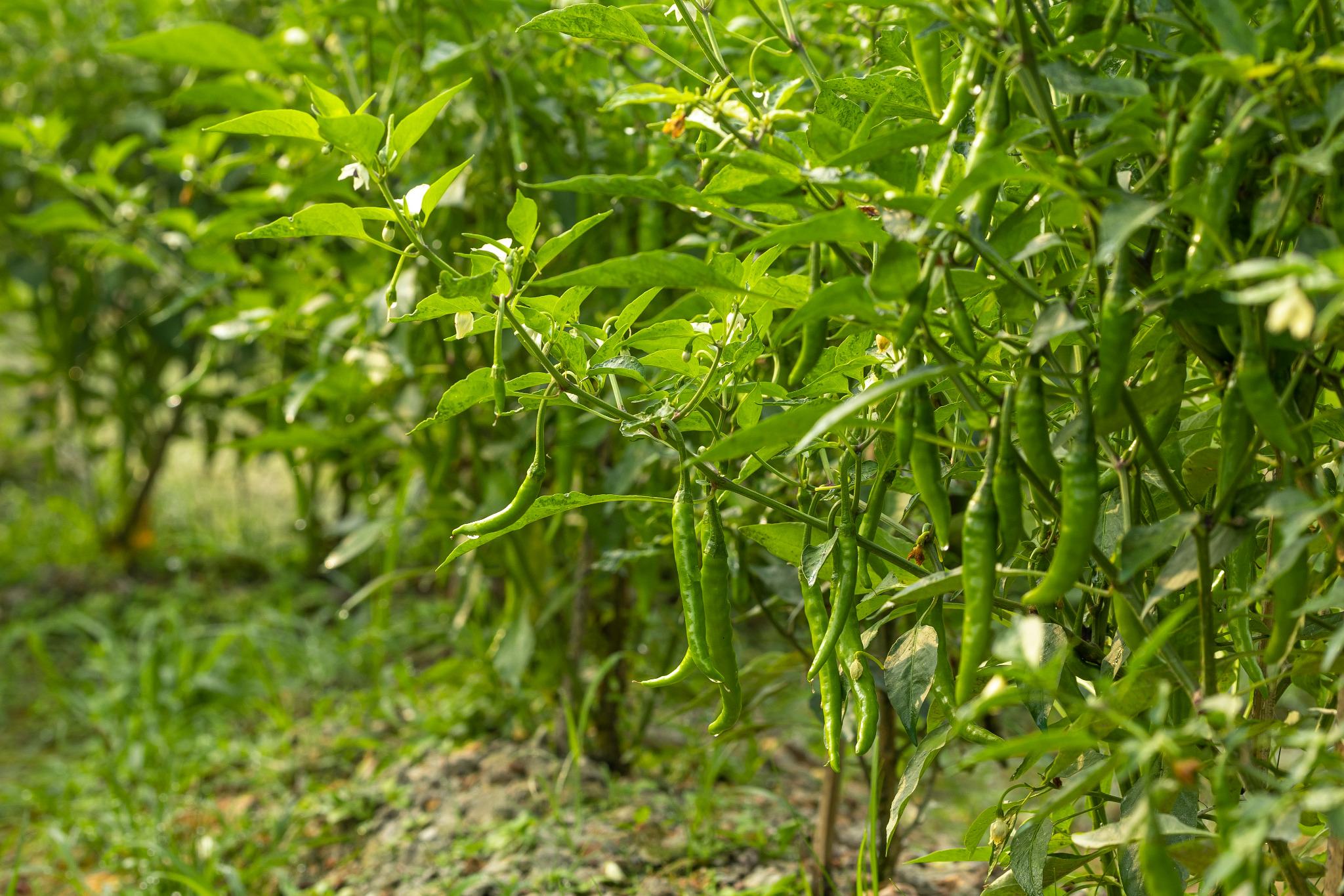 Green chillies growing on plants