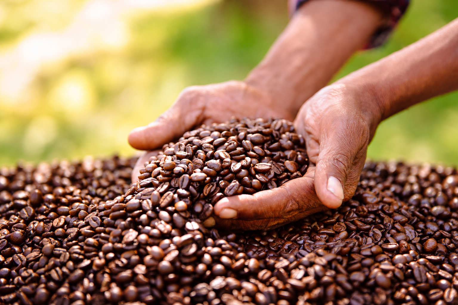 Hands holding coffee beans
