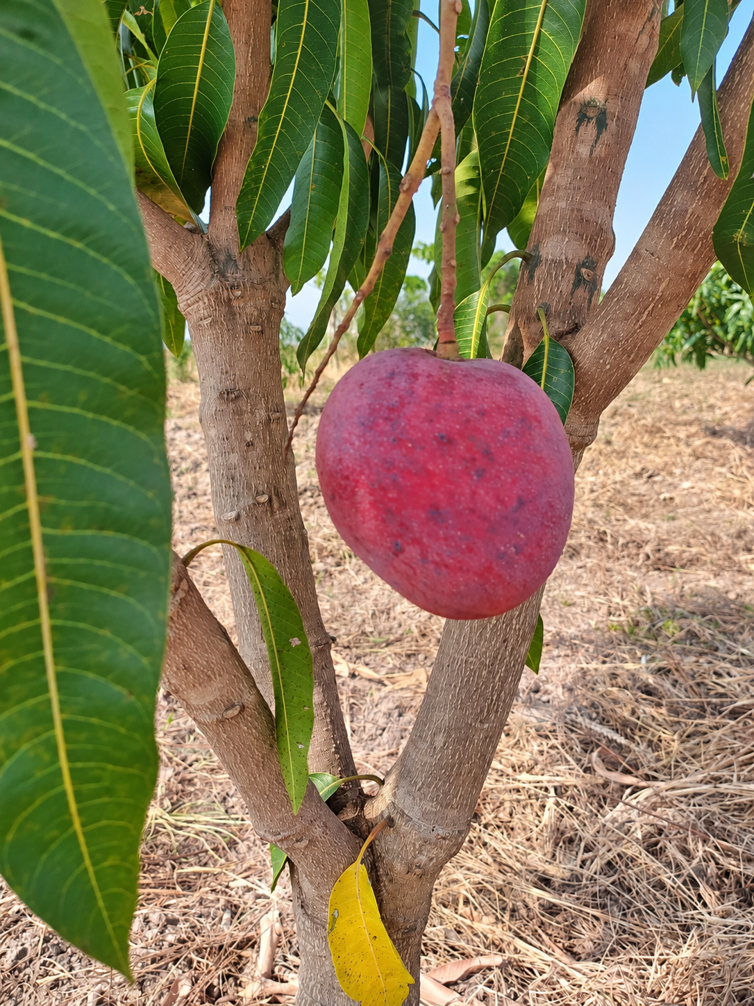 Mango on a tree
