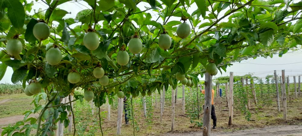 Passion fruits growing across a farm trellis