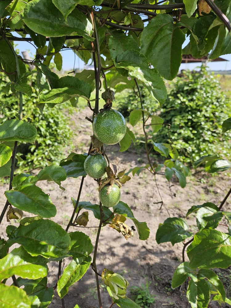 Passion fruits growing on a vine