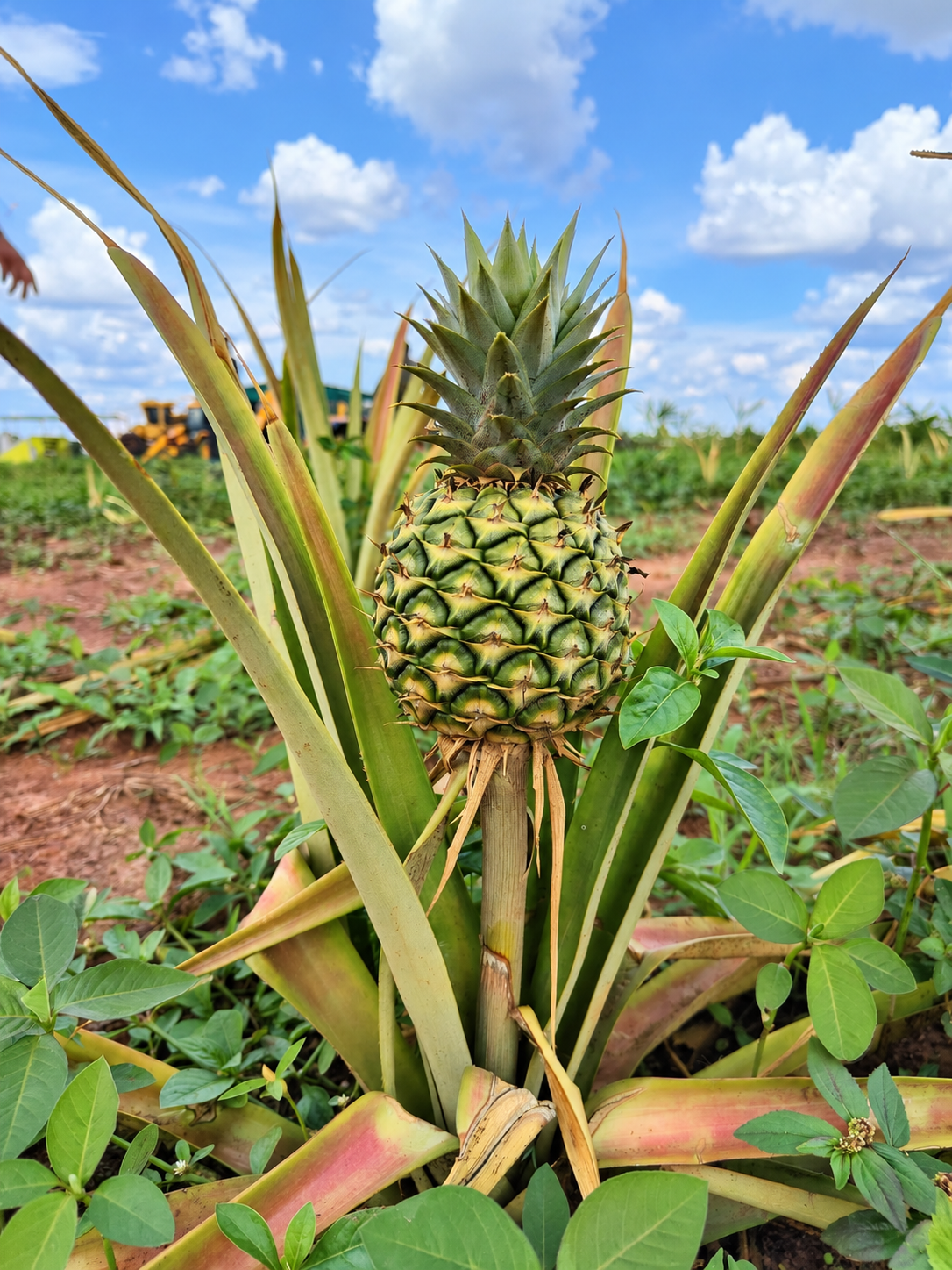 Pineapple growing on its plant