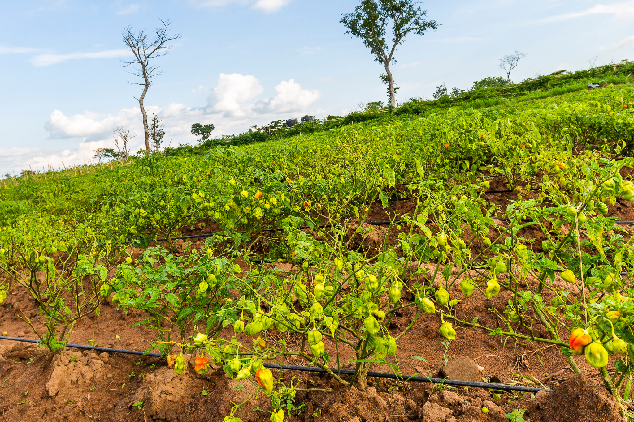 Scotch bonnet chilli plants growing in a field