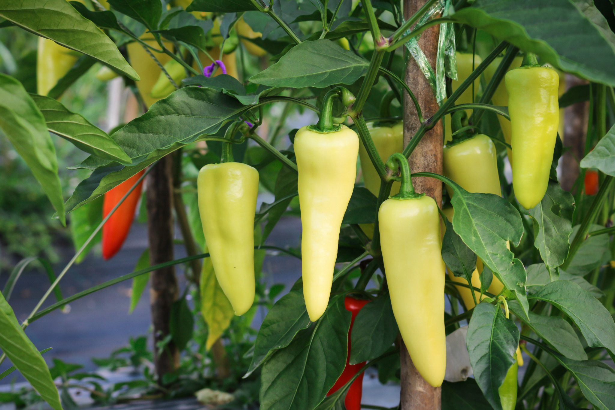 Yellow sweet banana chillies on a plant